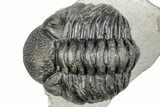 Curled Pedinopariops Trilobite - Mrakib, Morocco #287672-2